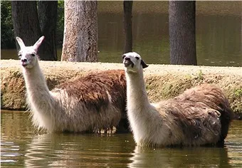 Bioparco di Sicilia